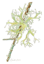 Lichen, Life on a Twig, by Vorobik